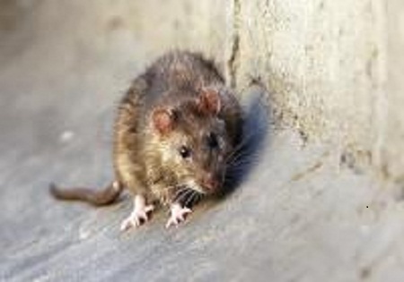 اعلام اسامی خیابان های عاری از وجود موش در تهران/کاهش 70 درصدی موش های پایتخت