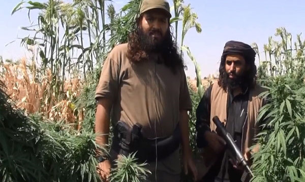 درآمدزایی داعش از مزارع خشخاش موصل و رقه/ مواد مخدر اروپا چگونه تأمین می‌شود؟