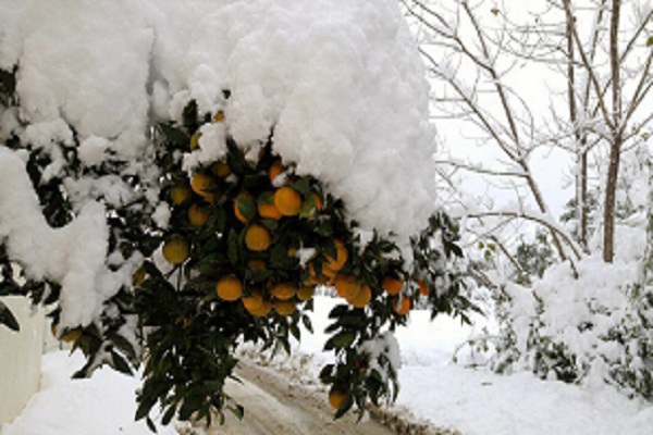 تصاویر/زیبایی های برف پاییزی در مازندران
