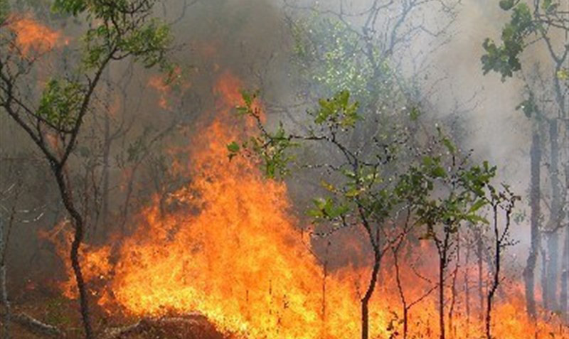 افزایش دمای هوا و احتمال آتش‌سوزی در جنگلها