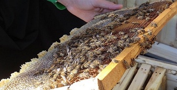 شهد شیرین اقتصاد مقاومتی با پرورش زنبور عسل در شهرستان جم
