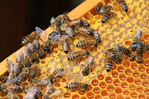 عسل کوهستان بهترین نوع عسل است/مسئولان باید به حمایت از زنبورداران بپردازند