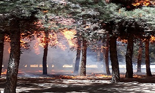 آتش سوزی وسیع در پارک جنگلی بیرجند
