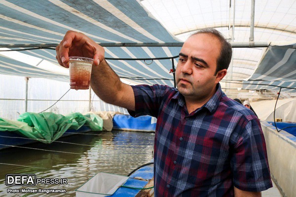 تولید ۵۰۰ هزار ماهی زینتی /خودکفایی در امر تولید غذا برای ماهیان زینتی  و جلوگیری از خروج ارز