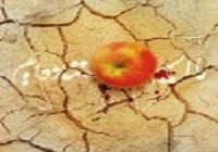 پوستر/ ما ایستاده ایم