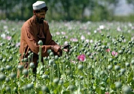 افزایش کشت مواد مخدر در افغانستان/ قیمت تریاک کاهش پیدا کرده است