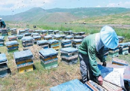 زندگی شیرین جانباز شیمیایی با زنبورهای عسل