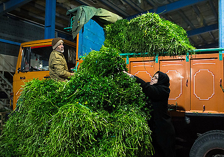 تصاویر/ سبزی مادر