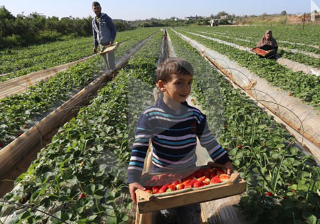 فیلم/ ابتکار خانواده فلسطینی برای خودکفایی در شرایط محاصره