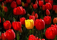 شهیدی که در کارگاه تولید خمپاره به شهادت رسید
