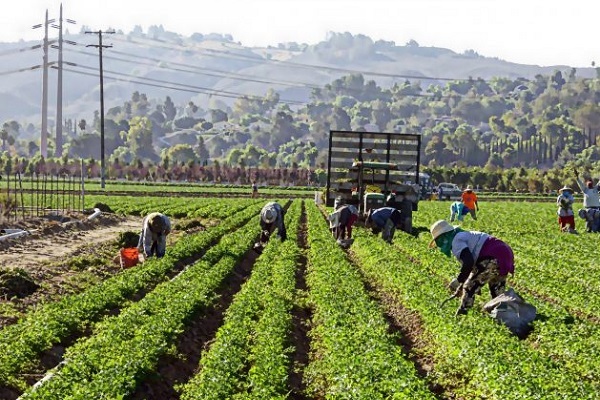 US Immigration Raids Threatening Labor Shortages and Higher Food Prices