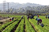 US Immigration Raids Threatening Labor Shortages and Higher Food Prices