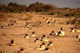 Iranian Children in a Minefield