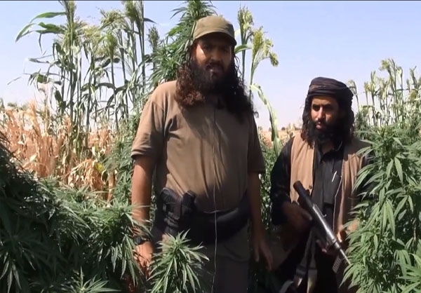 درآمدزایی داعش از مزارع خشخاش موصل و رقه/ مواد مخدر اروپا چگونه تأمین می‌شود؟