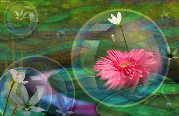 نماهنگ/ «گل نرگس آبروی دو عالم» در مدح امام زمان (عج)