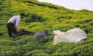 اجرای طرح حمایت از 200 باغ چای استان گیلان