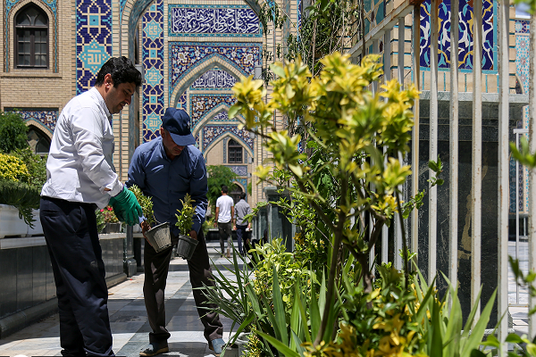 تزئین حرم امام رضا (ع) با ۵۰۰ هزار شاخه و بوته گل+تصاویر