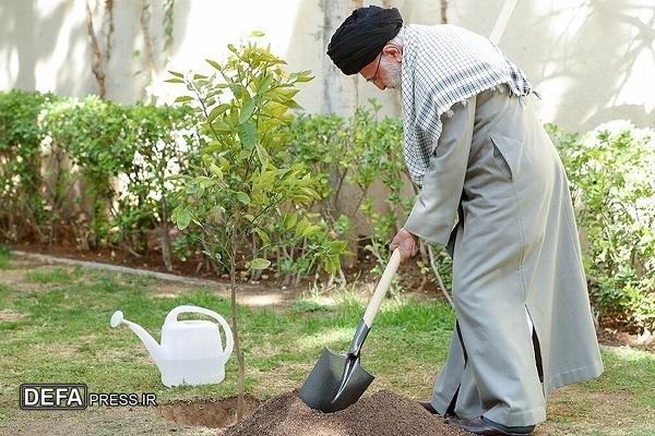 درخت‌کاری یک وظیفه ملی