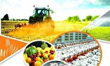 رشد ۱۲ درصدی افزایش عملکرد محصولات کشاورزی در مناطق محروم کازرون