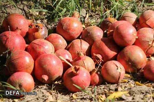 کاهش ۴۰ درصدی تولید انار در خراسان جنوبی