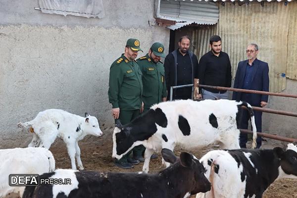 طرح جهادی امنیت غذایی در اشتهارد برگزار شد