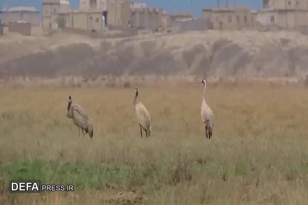 مشاهده درنای خاکستری در گنبد کاووس