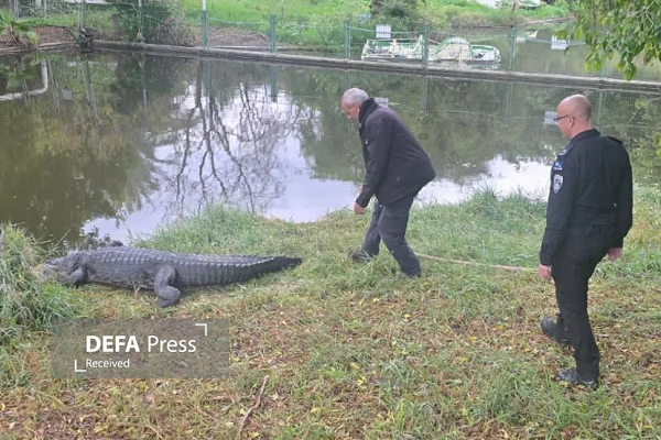 بررسی عملی طرح بنگویر برای ساخت زندانی محصور با تمساحها بررسی عملی طرح بنگویر برای ساخت زندانی محصور با تمساحها