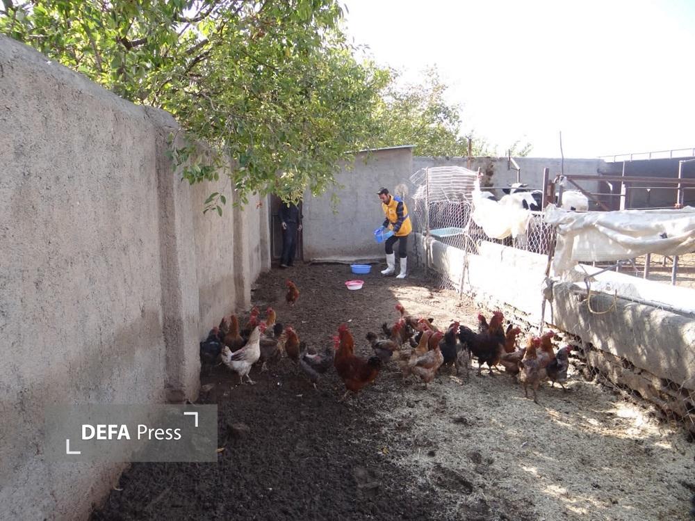 جهاد سلامت در خط مقدم روستاها: بسیج ۱۲ تیم دامپزشکی برای واکسیناسیون ۳۵۰ هزار قطعه طیور بومی علیه بیماری نیوکاسل
