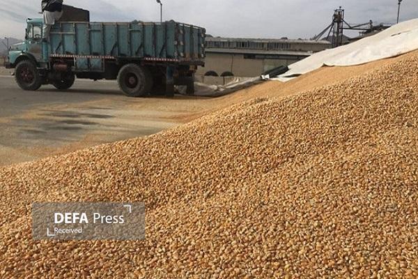 کشف ۷۹۰ تن نهاده دامی و مواد نگهدارنده غذایی احتکاری و قاچاق کشف ۷۹۰ تن نهاده دامی و مواد نگهدارنده غذایی احتکاری و قاچاق