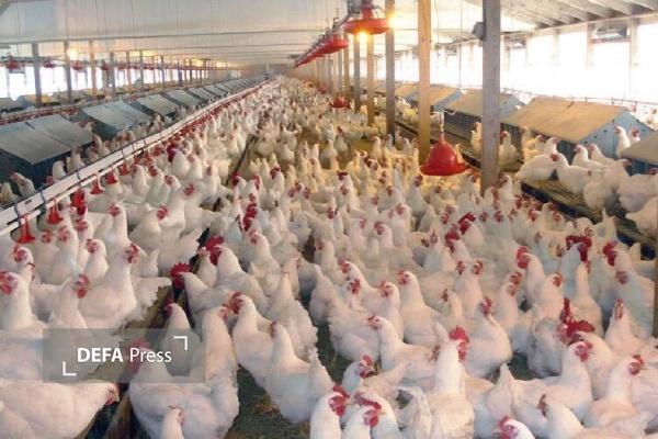 هیچ نگرانی و مشکلی برای تامین مرغ در کردستان وجود ندارد