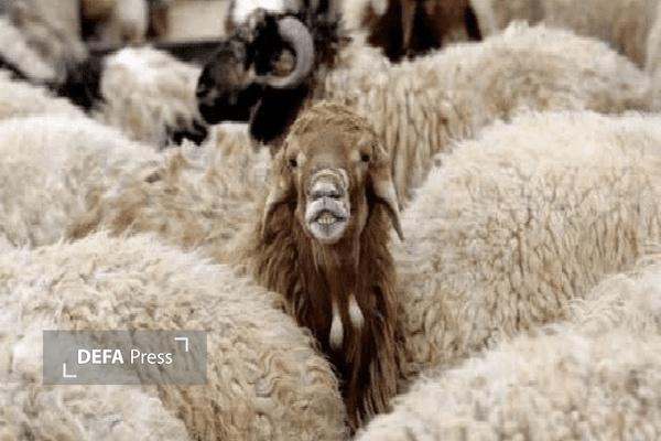فرمانده مرزبانی بانه از کشف ۱۱۸ راس احشام قاچاق در این شهرستان خبر داد