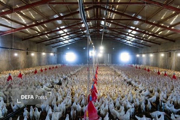 بیش از پنج هزار تن نهاده طیور در استان کردستان خریداری شد بیش از پنج هزار تن نهاده طیور در استان کردستان خریداری شد