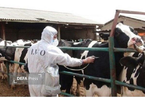 امسال ۶۳۹ مبتلا به تب مالت در استان کردستان شناسایی شد