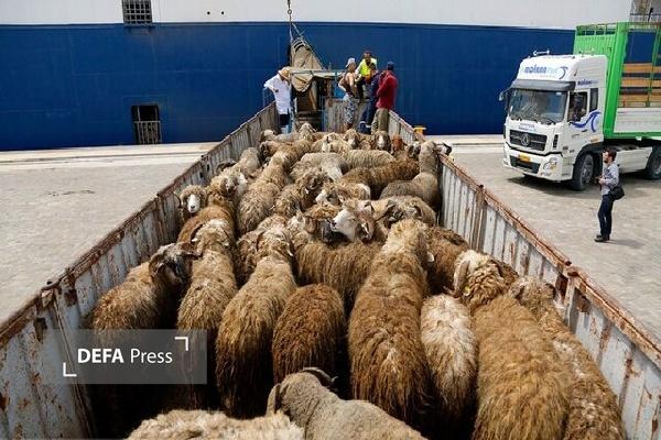در نوار مرزی شهرستان بانه ۵۵۴ رأس احشام قاچاق کشف شد