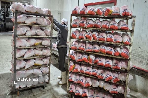 رئیس سازمان جهاد کشاورزی کردستان از کاهش قیمت مرغ در استان خبر داد رئیس سازمان جهاد کشاورزی کردستان از کاهش قیمت مرغ در استان خبر داد