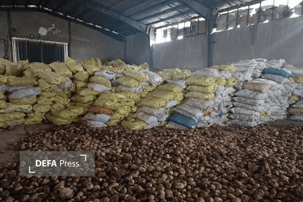 با هدف تعدیل قیمت‌ها ۱۰۰ تن سیب‌زمینی تنظیم بازار در کردستان توزیع شد