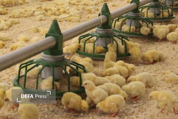 برای افزایش تولید گوشت مرغ در سنندج با یازده مرغداری عقد قرارداد صورت گرفت برای افزایش تولید گوشت مرغ در سنندج با یازده مرغداری عقد قرارداد صورت گرفت
