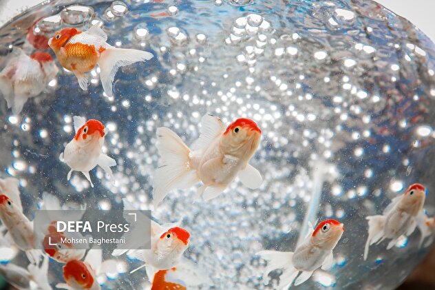 بازار تجریش در آستانه سال نو