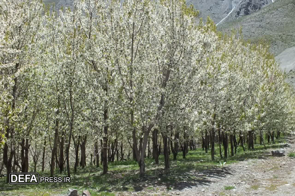 فرماندار طرقبه‌شاندیز: جشنواره شکوفه‌های گیلاس زشک ثبت ملی شد