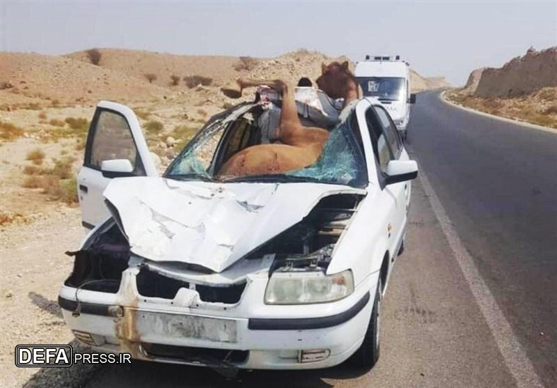 معضل شترهای سرگردان در شرق هرمزگان؛ تهدیدی برای جان مردم و آینده صنعت شترداری