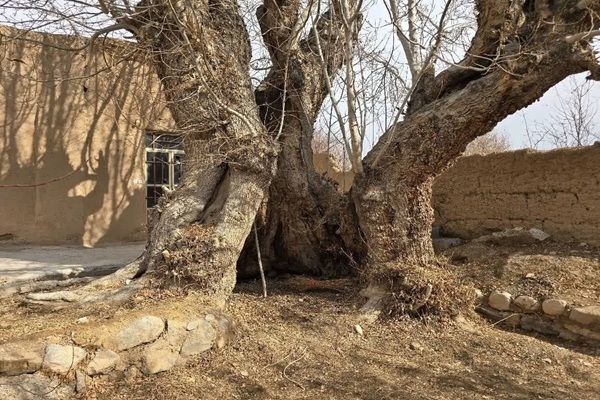 ثبت ملی ۲ اثر طبیعی یزد