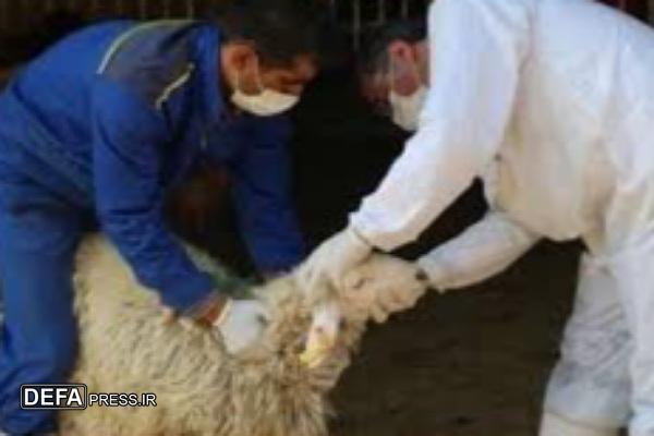 عملیات ذبح چهار هزار و هفت رأس دام در خراسان جنوبی همزمان با عید قربان صورت گرفت