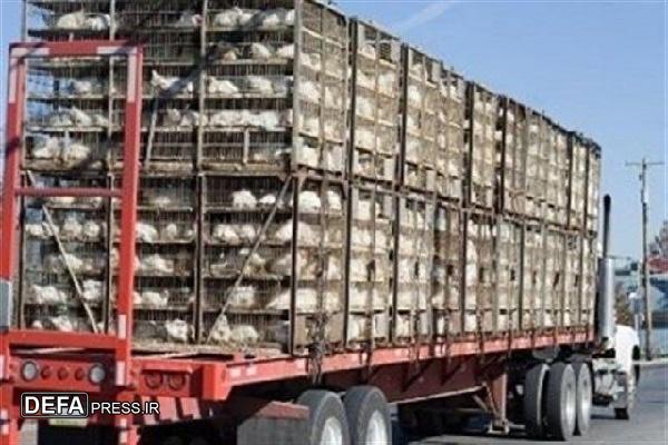 گشت نظارت بر حمل و نقل مرغ و جوجه در محور‌های مواصلاتی کردستان