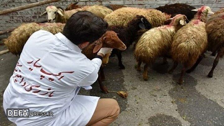نظارت ۶۱ تیم دامپزشکی بر ذبح دام‌های نذری در سیستان و بلوچستان