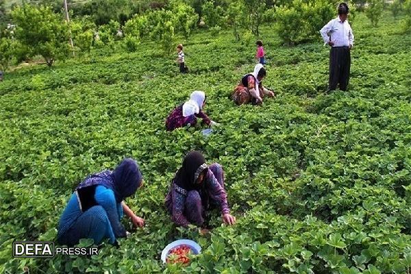 گزارش‌ها از رشد ۶.۳ درصدی بهره‌برداران کشاورزی در کردستان خبر می‌دهند