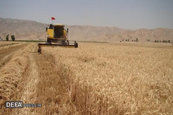 تا نیمه اول تیر بیش از ۶۸ هزار تن گندم از کشاورزان کردستانی خریداری شده است