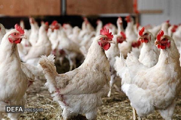دامپزشکی کردستان به مرغداران در خصوص بروز بیماری‌های تنفسی طیور هشدار داد