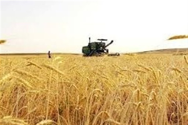 کردستان جایگاه دوم خرید تضمینی گندم کشور را در اختیار دارد