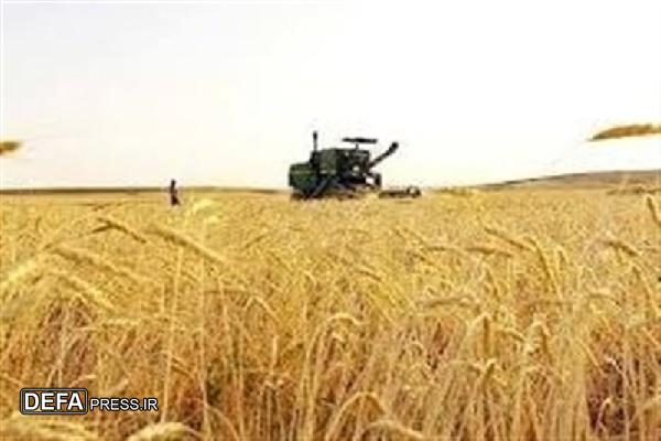 کردستان جایگاه دوم خرید تضمینی گندم کشور را در اختیار دارد