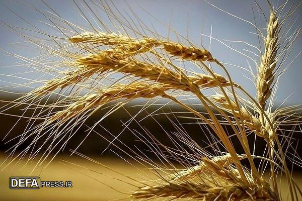 خشکسالی در کردستان کاهش سی درصدی خرید گندم را در پی داشت